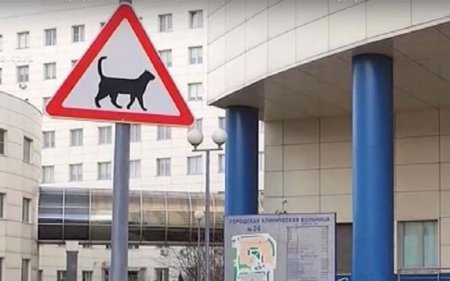 В Москве у больницы поставили новый дорожный знак для животных - «Автоновости»