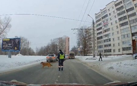 Вежливая собака-пешеход стала звездой интернета - «ГИБДД»