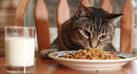 Насколько важно качество кошачьего корма в жизни питомца - «Автоновости»