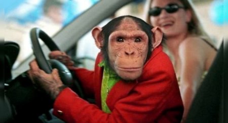 Правила дорожного движения в США, удивляющие наших автомобилистов - «Автоновости»