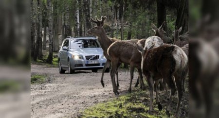 История лосиного теста: как животные сделали автомобили безопаснее - «Автоновости»