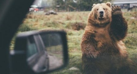 В США медведь влез в открытую машину прямо во дворе дома - «Автоновости»