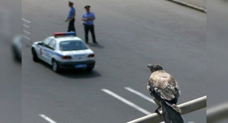 Ворона помогла не знакомому с ПДД ежу перейти дорогу - «Автоновости»