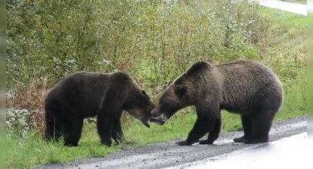 «Миша, иди домой»: Автоинспектор попросил медведя уйти с дороги - «Автоновости»