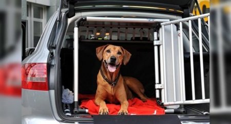 Как правильно перевозить домашних животных в автомобиле - «Автоновости»