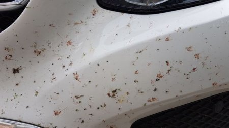 Наиболее безопасные способы смывания насекомых с поверхности автомобиля - «Автоновости»