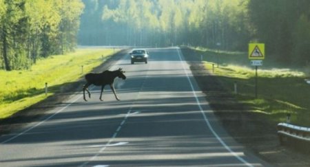 Причины, по которым даже опытные водители попадают в ДТП - «Автоновости»